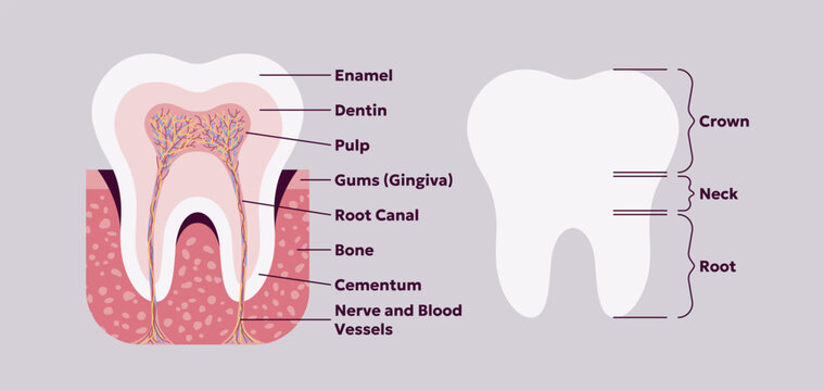 Tooth anatomy infographic icon. Dental cross section with all internal parts for study and education. Vector illustration for medical, learning and healthcare concepts.
