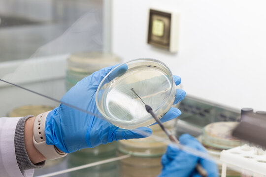 A researcher applies bacteria to nutrient agar in a petri dish using an inoculation loop.
