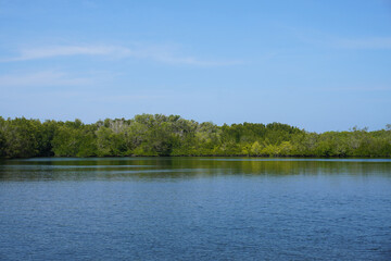 Fototapeta premium The fertile mangrove forest on the coast of Ban Tha Din Daeng, Thai Mueang District, Phang Nga Province Thailand