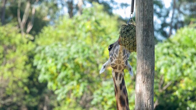 Giraffe Eating Hay from a Suspended Net at Australia Zoo