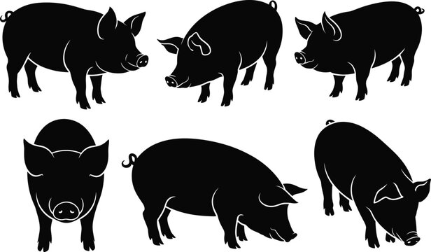 Domestic Pig Silhouettes Collection Featuring Farm Hog Animals in Different Standing and Feeding Poses for Livestock Design Projects