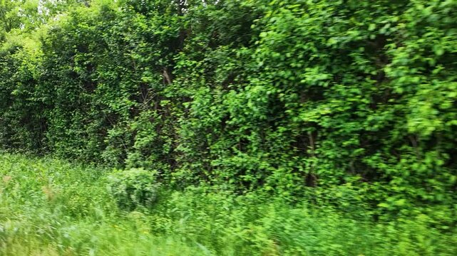 Lush Green Meadow and Dense Forest Edge in Paris Countryside