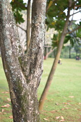Fototapeta premium Close-up of tree bark with blurry green meadow background A beautiful natural detail of a mossy tree trunk standing in a peaceful tropical park. The soft bokeh background features