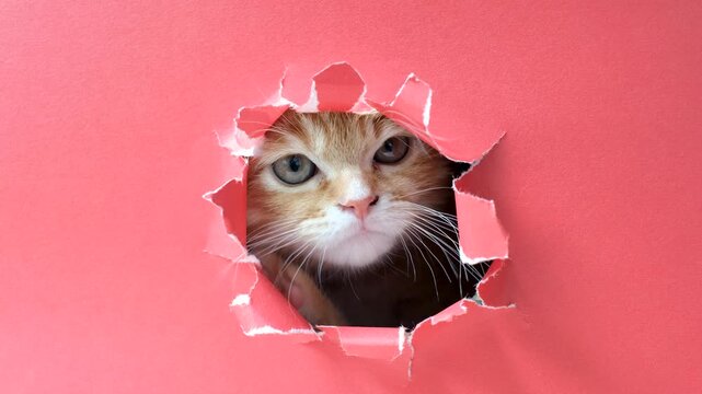 Fluffy ginger kitten peeks out of a hole in red torn paper close-up.