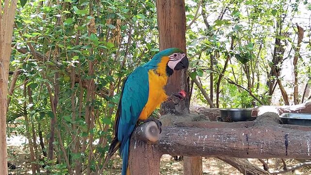 Blue and gold macaw feeding on a wooden perch in tropical habitat, ideal for wildlife documentaries, zoo content, biodiversity campaigns, educational videos, and nature storytelling.
