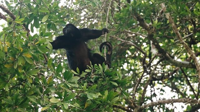 Black howler monkey resting high in jungle canopy in Tikal Guatemala