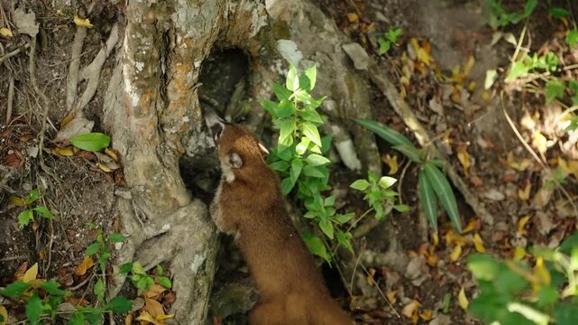 White nosed coati exploring roots and foliage in Tikal jungle