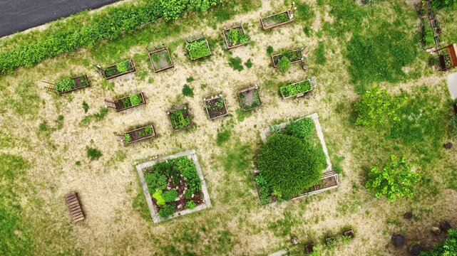 Aerial drone footage of community garden with raised wooden beds and growing vegetables in urban environment. Sustainable gardening, eco living and local food production in summer.