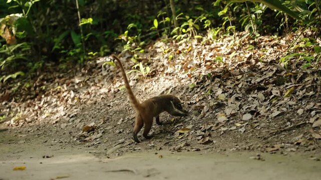 White nosed coati walking along jungle trail in Tikal Guatemala