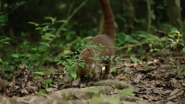 White nosed coati foraging through forest floor in Tikal Guatemala