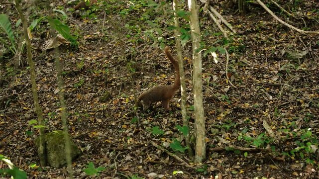 Wild coati searching through dry leaves on tropical forest floor in Tikal Guatemala