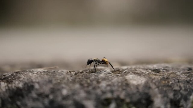 Close macro view of ant walking across weathered stone surface in Tikal Guatemala