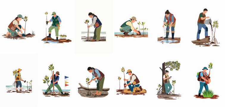 Illustration collection of diverse people actively planting, monitoring, and caring for mangrove seedlings in coastal wetland restoration projects.