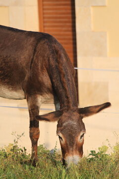 Burro