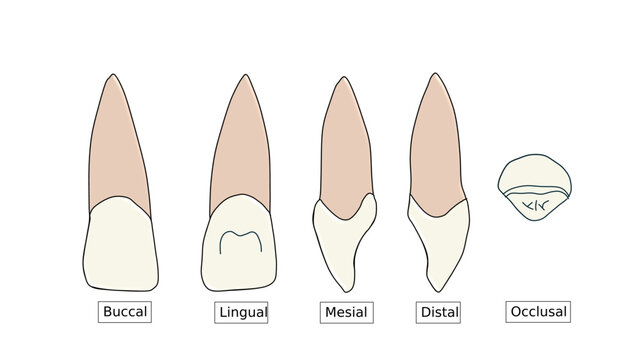 Maxillary Central Incisor Anatomy Diagram - Multi-View Dental Illustration