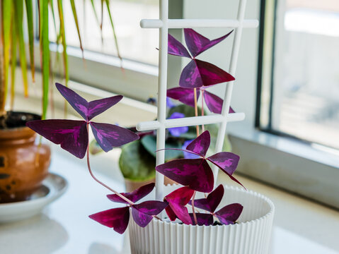 Purple Shamrock Oxalis triangularis in a white pot on windowsill