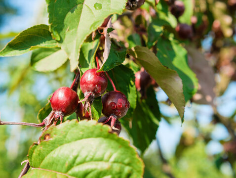 Red berries of Malus baccata Siberian crabapple on a branch