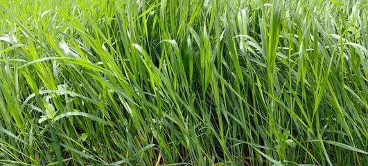 Fototapeta premium Green grass in the meadow, lawn before mowing, natural background.