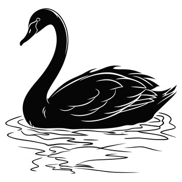 black swan vector