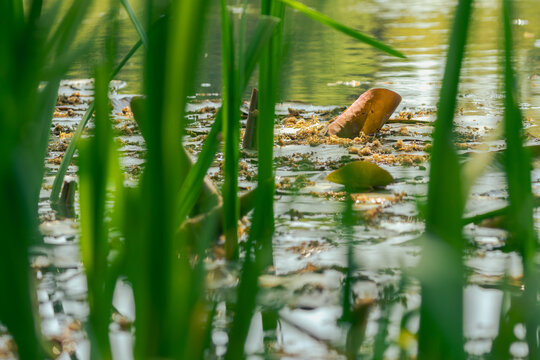 Water lily leaves floating on Swan Pond framed by blurred green reeds in Putbus Castle Park, Island of R&uuml;gen, Germany