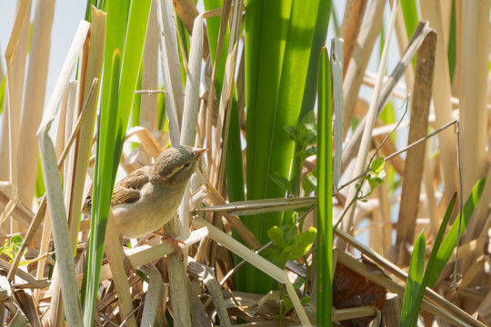 Sedge warbler perched in reeds with an insect in its beak at Swan Pond in Putbus Castle Park, Island of R&uuml;gen, Germany
