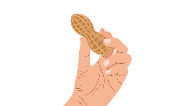 Vector illustration of a hand holding a single peanut in shell