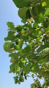 Lush green leaves of a teak tree bask in the clear blue sky, showcasing vibrant life and natural beauty.