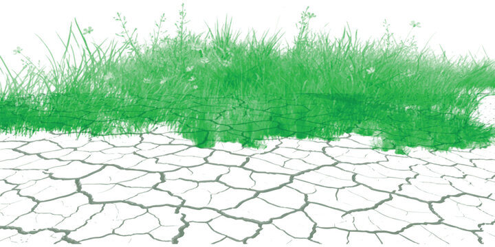 Green grass growing on dry cracked earth ground texture