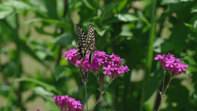 ムシトリナデシコの花で吸蜜するアゲハ蝶