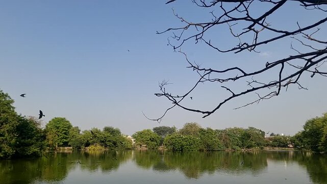 Slow Motion of Small Common Swifts Flying Near Bare Tree Branches Against Blue Sky