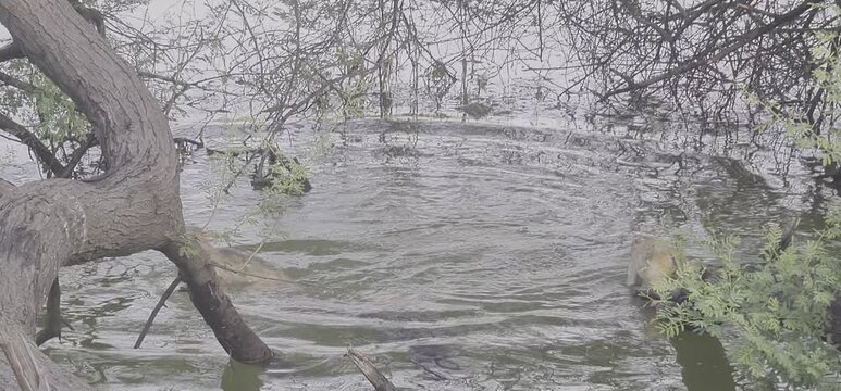 Cute Little Macaque Monkeys Having Fun and Splashing in a Pond by a Dead Tree Branch
