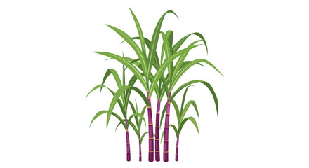Sugarcane stalks with green leaves, isolated on white background © Biru