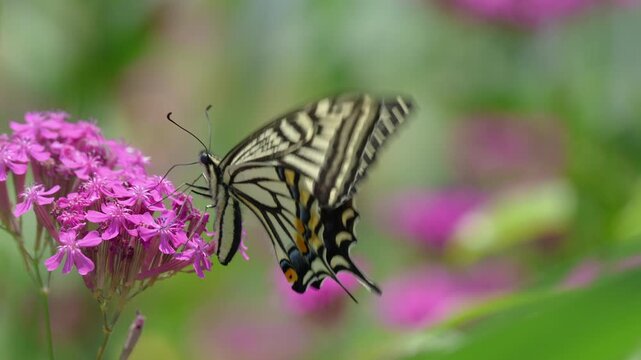 ムシトリナデシコの花で吸蜜するアゲハ蝶