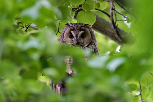 Long-eared Owl (Asio otus) adult perched on a deciduous tree branch &mdash; common bird species in the Czech Republic