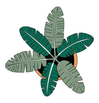 Top view of a banana palm plant in a terracotta pot. Green fronds radiate from a central stem. Leaves have prominent midribs and serrated edges. Plant appears healthy and lush