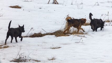 Fototapeta premium Dogs running through snow-covered field with dry grass patches