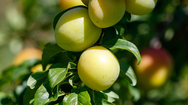 Close-up of fresh green plums on tree with leaves