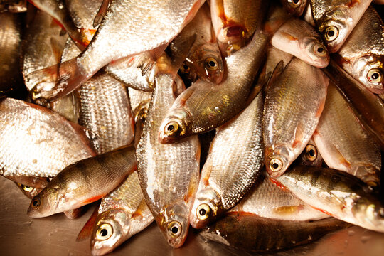 Close-up of fresh, small silver fish