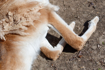 Fototapeta premium Lama legs sprawled on dirt