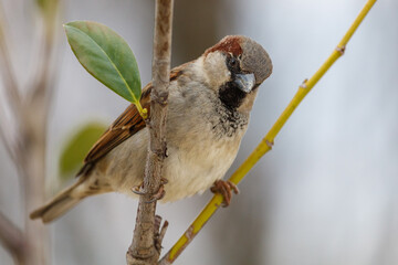 Fototapeta premium Sparrow sits on twig with green leaf