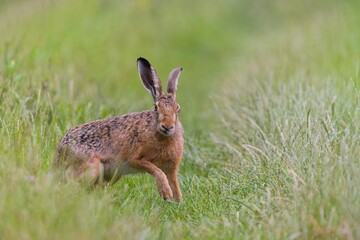 A european hare in the nature habitat. Wildlife scene with a hare.  Lepus europaeus © Monikasurzin