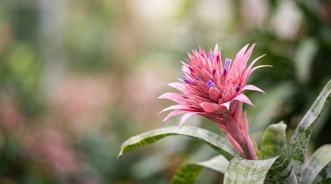 Pink bromeliad flower blooming in lush garden. Tropical guzmania plant with green leaf foliage. Nature botanical background for spring season, gardening hobby and home decoration concept.