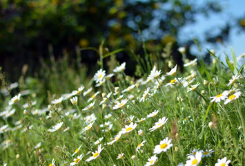 Wild daisies bloom in a lush green meadow under a clear blue sky with soft focus on distant trees, capturing the serene beauty of nature in full daylight with delicate white petals and yellow centers. © Anna Garifulina 