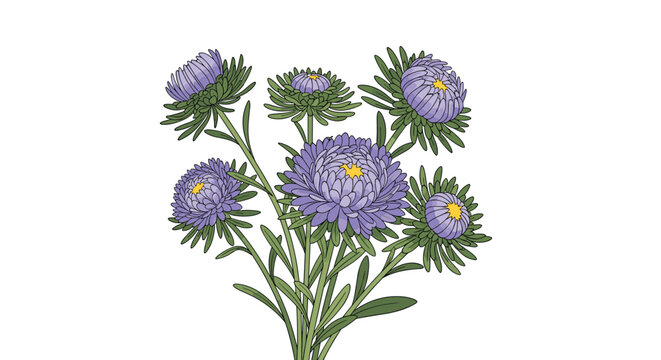 Beautiful bouquet of several purple aster flowers with yellow centers and green leaves in a detailed color botanical illustration.