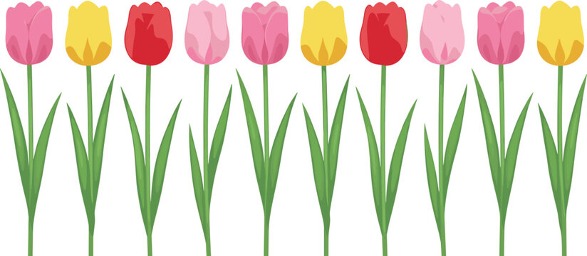 Colorful Tulip Flower Border Vector Illustration Row with Multi Colored Blossoms Isolated on White Background for Spring Floral Designs