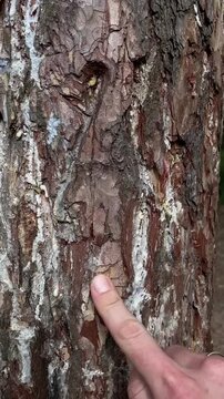 White male hand touching pine bark closeup tactile exploration of rough reddishbrown bark with wedding ring, slow caress, forest atmosphere, texture study, calm