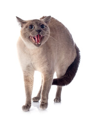 Siamese Cat © cynoclub