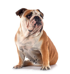 Obraz premium english bulldog