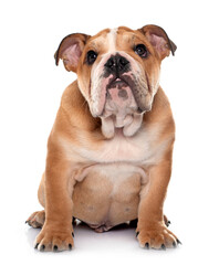 Obraz premium young english bulldog