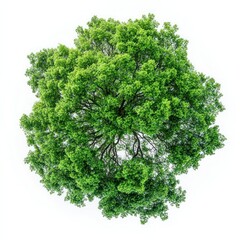 Obraz premium Real forest tree nature green view.